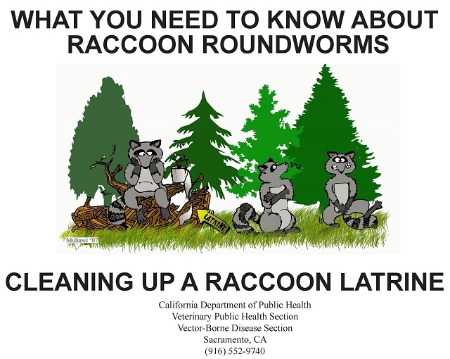 State Racoon Latrine Cleanup