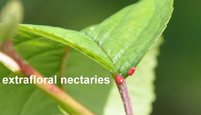 extrafloral nectaries