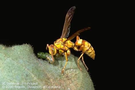 Paper wasp.  Photo by Jack Kelly Clark.