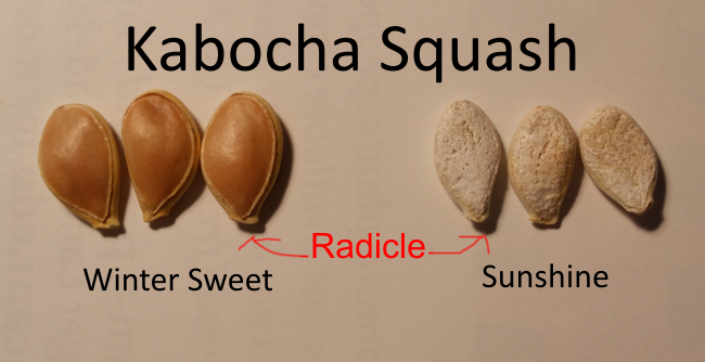 Kobocha Squash Seeds