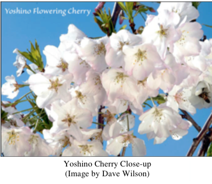 Yoshino cherry close up