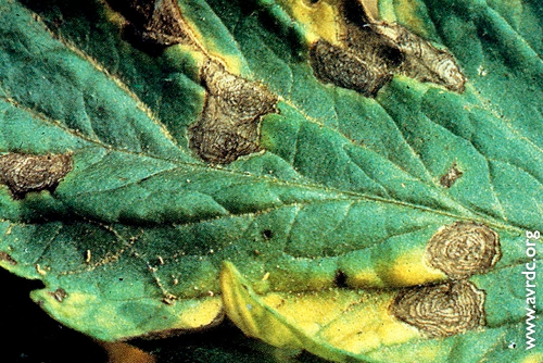 tomato leaf w/early blight