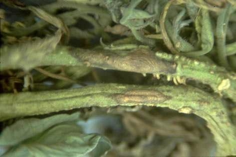 tomato stem w/early blight