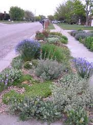 Photo of lavender flowers clumped into a similar watering zone