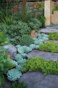 Succulents grouped together along a front door walkway