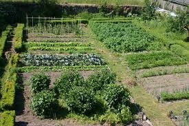 A vegetable garden planted according to watering needs