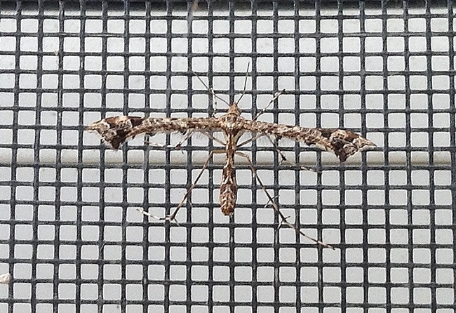 Artichoke Plume Moth on window screen... wing span ~ 1