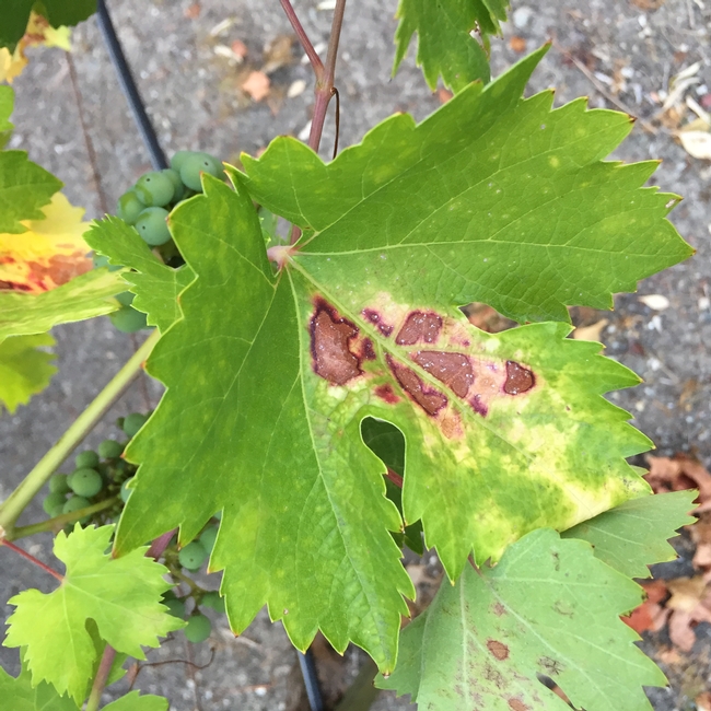 Zinfandel Grape leaves impacted by powdery mildew