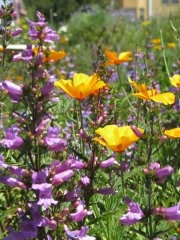 california native bee garden