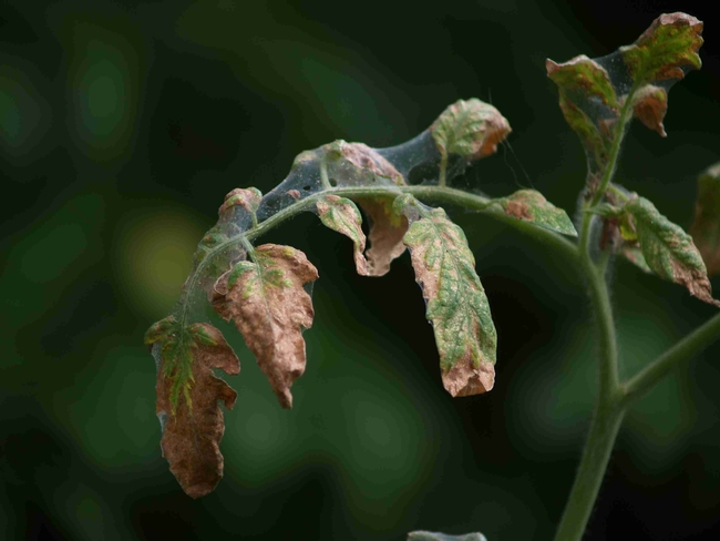 Spider Mite significant damage on tomatoes