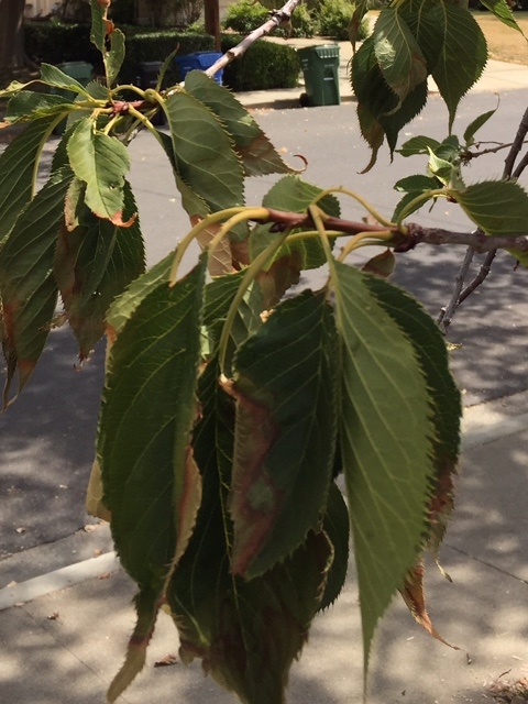 japanese cherry tree leaf