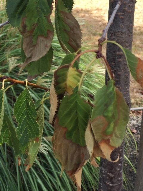wilting Fuji Cherry tree leaves