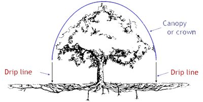 Tree Canopy, Root Zone & Dripline