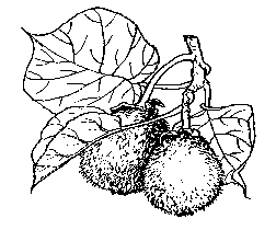 Kiwifruit Image CRFG