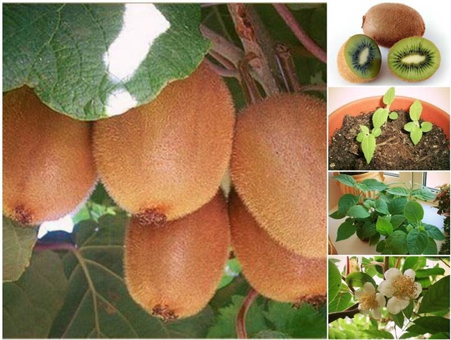 How-to-Grow-a-Kiwi-Plant-from-Seed