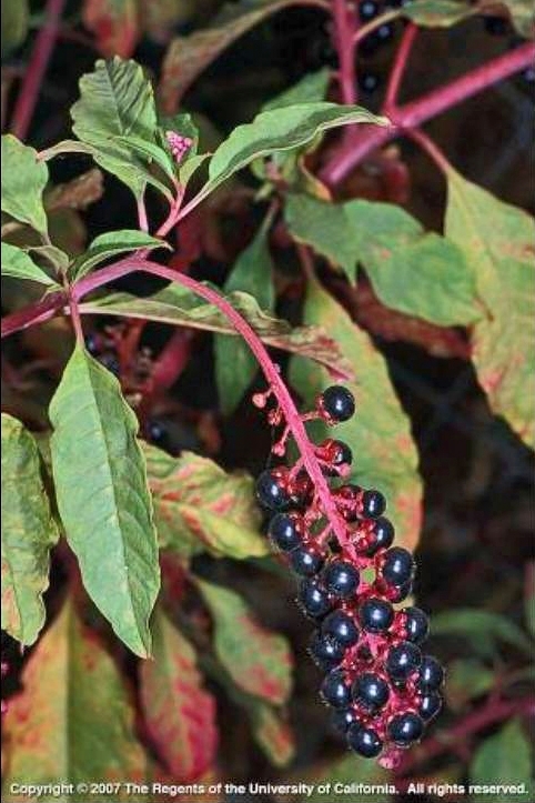 Pokeweed berries<br>photo: UCANR