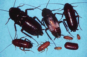 oriental cockroach<br>@ various life stages<br>photo: www.doyourownpestcontrol.com
