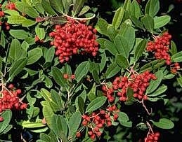 Toyon<br>pix: UCANR