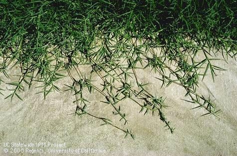 The dreaded Bermudagrass<br>all pix UC