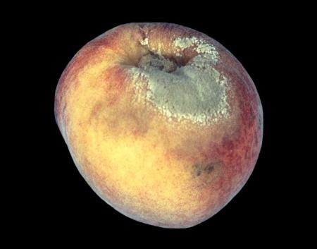 nectarine with brown rot<br>picture: UCANR