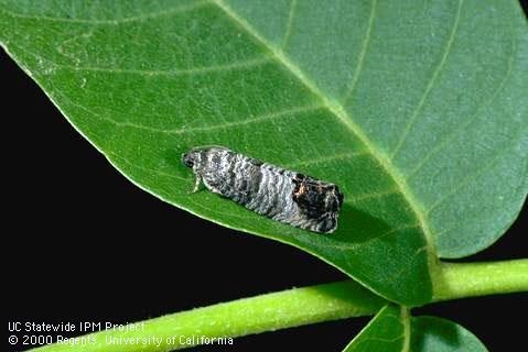 Codling Moth<br>Cydia pomonella