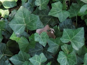 The Incredible Potential of Non-Invasive English Ivy