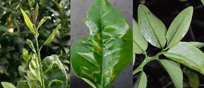 Citrus Leafminer infection: Pictures from UC Davis http://anrcatalog.ucdavis.edu/pdf/8321.pdf