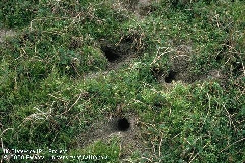 Meadow mouse runways connect numerous shallow burrows.
