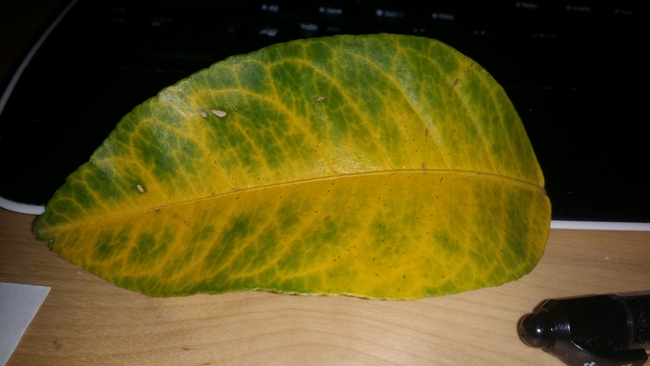 Yellowing Lisbon Lemon Leaves<br> picture from client
