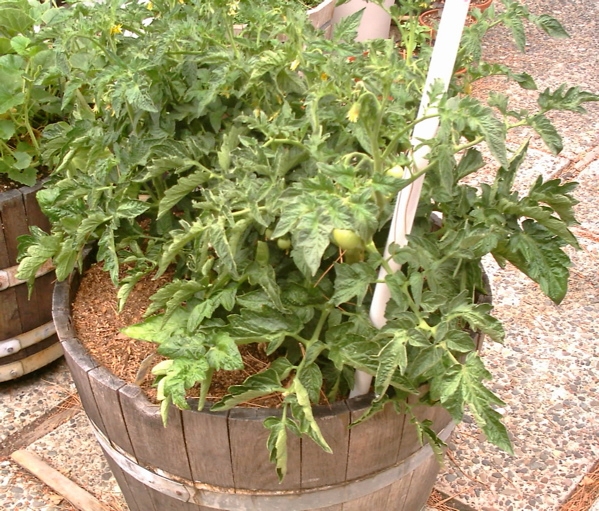 tomato growing in barrel