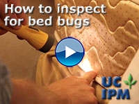 UC Video -- How to inspect for Bed Bugs