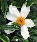 Bush Anemone<br>aka Carpenteria californica