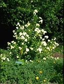 Bush Anemone<br>aka Carpenteria californica