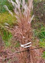 Pruning Ornamental Grass<br>Note tying the grass to make uniform pruning height