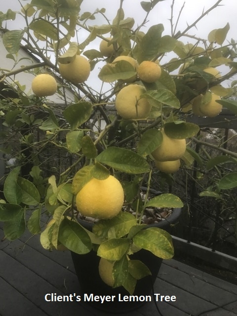 Meyer Lemons Too Big? - HOrT COCO-UC Master Gardener Program of Contra  Costa - ANR Blogs