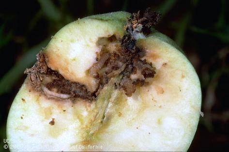 Frass, a mixture of feces and food fragments, fills tunnels that codling moth larvae have bored into this apple.