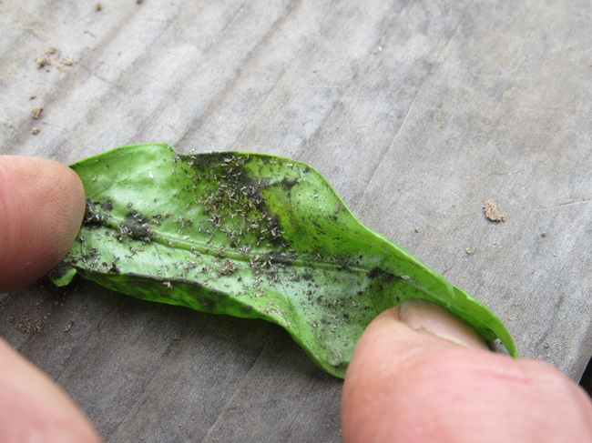 WhiteFlies, honeydew, and sooty mold found on underside of leaf