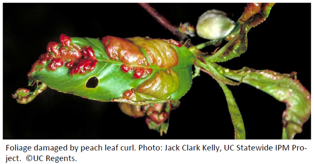 Peach Leaf Curl