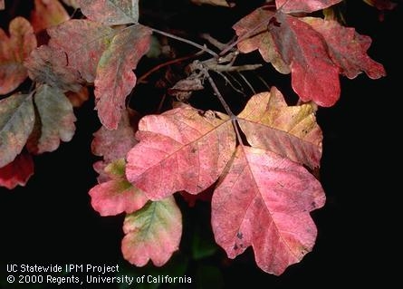 red leaves of autumn poison oak
