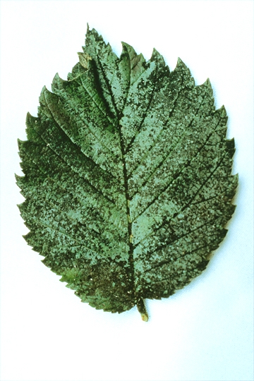 sooty mold on leaf