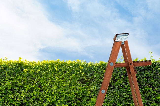 Hedgerow Ladder