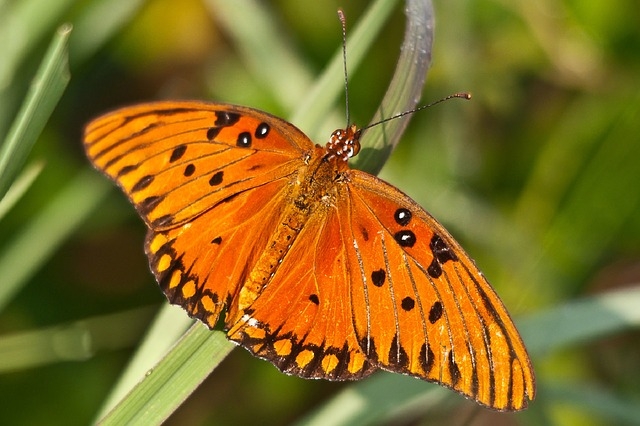 Gulf Fritallary butterfly