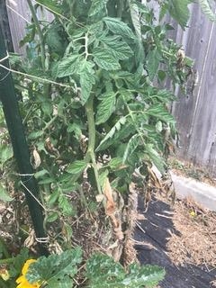 Paul Robeson tomato plant with 