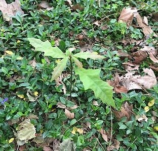 oak tree sprout