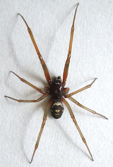 False Widow Spider<br>© 2016 Jim Moore @ bugguide.net