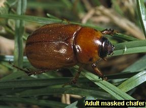 adult masked chafer beetle