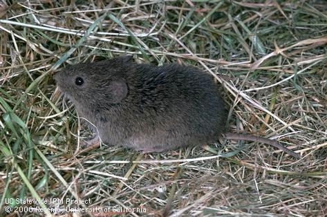 Trapping Voles In My Garden. Mousetrap Monday. 