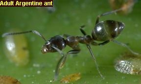 Adult Argentine Ant