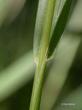 Agrostis pallens<br>aka Native Bent Grass or Thin Grass<br>© Copyright 2007 Keir Morse (www.keiriosity.com)