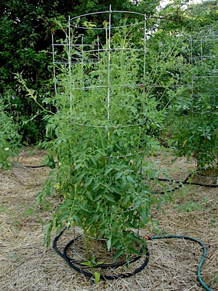 Tomatoes Not Producing - HOrT COCO-UC Master Gardener Program of Contra  Costa - ANR Blogs